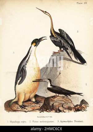 Black skimmer, Rhynchops nigra 1, Oriental darter, Anhinga melanogaster 2, and emperor penguin, Aptenodytes forsteri 3. Handcoloured lithograph by Bauerrichter from Adam White’s Popular History of Birds, Lowell Reeve, Covent Garden, London, 1855. Stock Photo