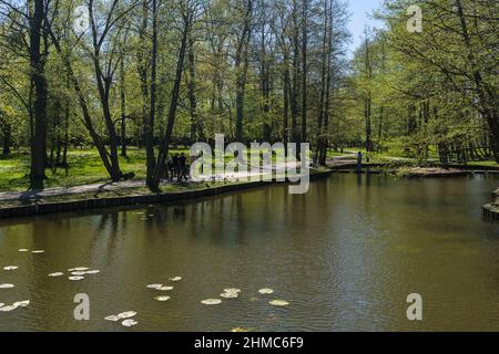 Zelenogradsk, Russia - may 11, 2021: landscape of pond with growing  aquatic plants and forest Stock Photo