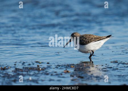 Closeup shot of dunlin bird looking for food on the shore Stock Photo