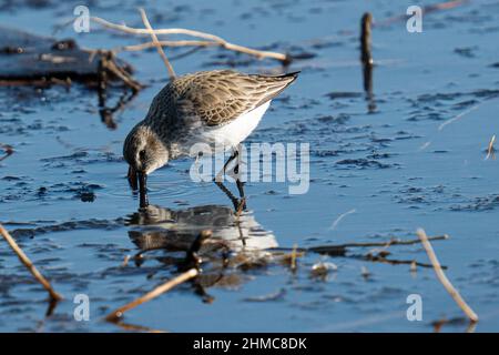 Closeup shot of dunlin bird looking for food on the shore Stock Photo