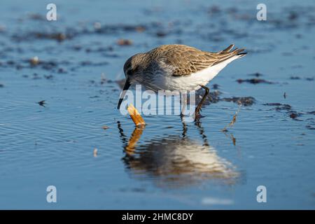 Closeup shot of dunlin bird perched on a seashore Stock Photo