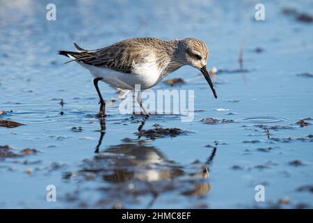 Closeup shot of dunlin bird looking for food on the shore Stock Photo