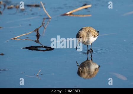 Closeup shot of dunlin bird looking for food on the shore Stock Photo