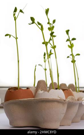 Vegetable garden on the windowsill. Seedlings of green peas in eggshells Stock Photo