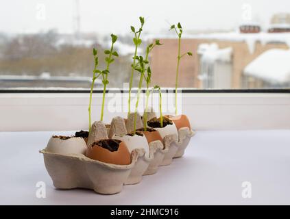 Vegetable garden on the windowsill. Seedlings of green peas in eggshells Stock Photo