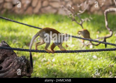 Gracile capuchin monkeys climb ropes in the warm summer sun, blurred background Stock Photo