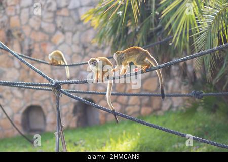 Gracile capuchin monkeys climb ropes in the warm summer sun, blurred background Stock Photo