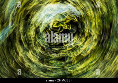 Blurred motion background of plants leaf Stock Photo