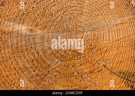 Close up of tree rings on a Blue Spruce tree. Stock Photo