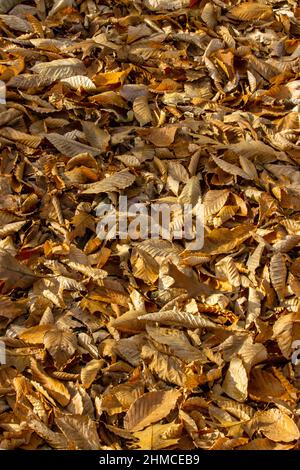 Fallen American Beech Leaves, Faugus grandifolia, in Pennsylvania's Pocono Mountains. Stock Photo