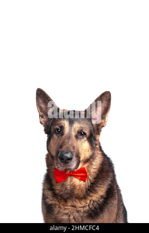 Sheepdog breed dog is dressed in a red bow tie. Isolated on white background. Stock Photo