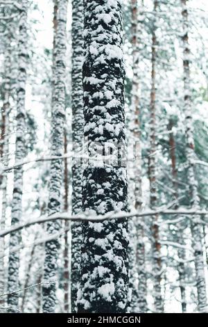 Long and tall pine tree covered in snow from all sides. Stock Photo