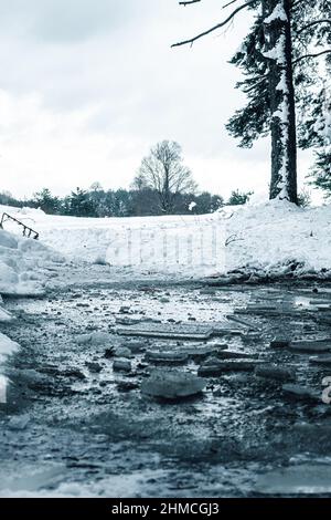 Frozen puddle in the middle of a forest. Stock Photo