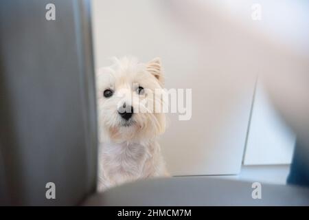 Westie dog looking straight ahead with pleading eyes while sitting in a kitchen Stock Photo