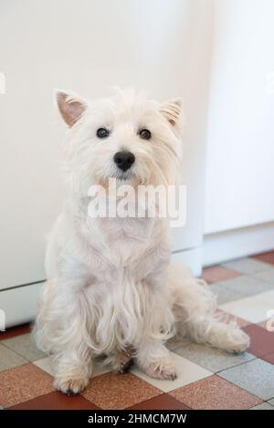Westie dog looking straight ahead with pleading eyes while sitting in a kitchen, vertical view Stock Photo