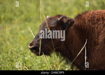Adorable young  buffalo calf close up and personal in a field. Stock Photo
