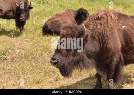 Small gathering bison herd standing together on a summer day. Stock Photo