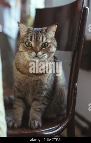 The cat sits on a chair near the dining table Stock Photo