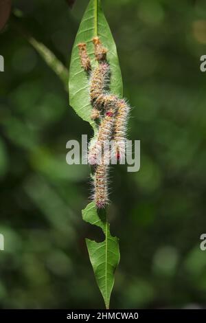 Heaps of caterpillars on plant leaves Stock Photo