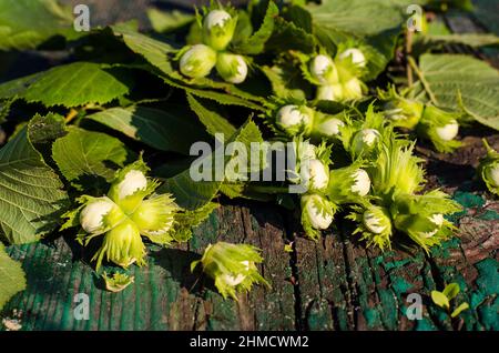 hazelnuts in the shell on a wooden table Stock Photo