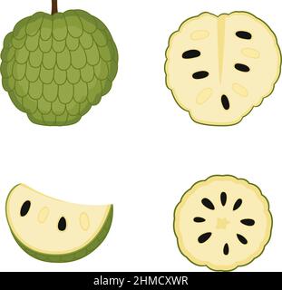 Sugar apple, whole fruit, slice. Ripe cherimoya (custard apple). Annona, vector illustration Stock Vector