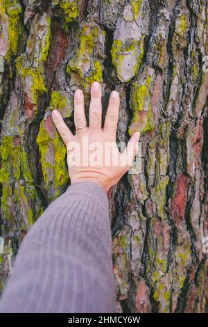 pov of man hand touching and caring trunk tree. Nature lover concept. Human and forest care free. Earth's day image. Stop deforestation and pollution Stock Photo