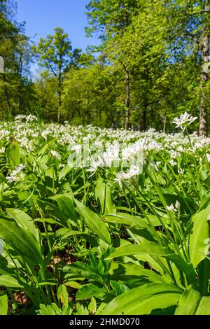 Beautiful blooming white flowers of ramson - wild garlic Allium ursinum ...