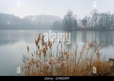 Lyon (France), 25 January 2022. Reeds on the edge of a lake with mist. Stock Photo