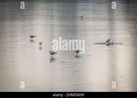 Lyon (France), 25 January 2022. Seagulls on a frozen lake. Stock Photo