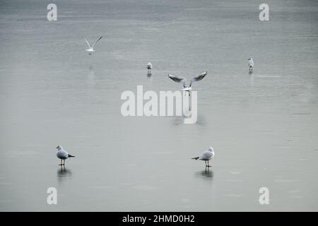 Lyon (France), 25 January 2022. Seagulls on a frozen lake. Stock Photo
