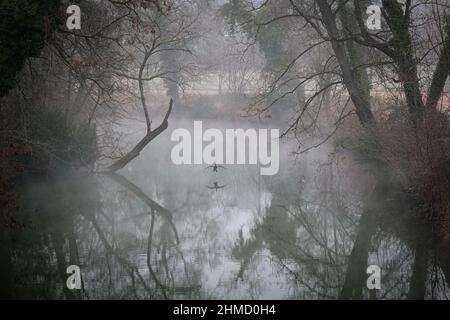 Lyon (France), 25 January 2022. A cormorant landing on the lake of the Parc de la tête d'or with mist. Stock Photo