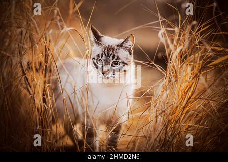 A cute tabby beautiful cat hides among dry tall ears in a field on an autumn sunny day. Nature and a pet. Stock Photo