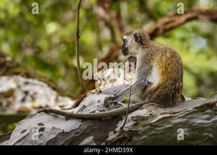 Green Monkey - Chlorocebus sabaeus, beautiful primate from African bushes and woodlands, Taita Hills, Kenya. Stock Photo