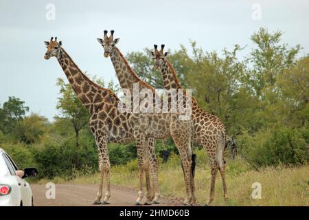 A small group of three giraffes standing in dirt road in Kruger National Park, South Africa with tourist vehicle close by Stock Photo