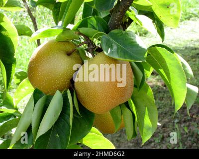 Apple pear on tree branches Stock Photo