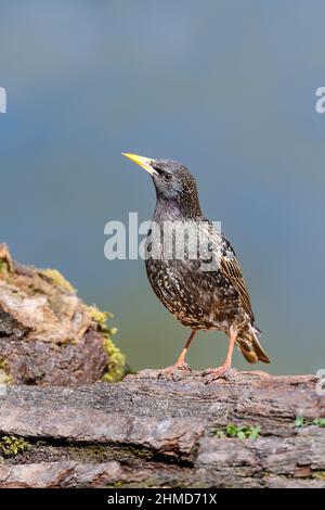 The common starling or European starling (Sturnus vulgaris), also known simply as the starling, is a medium-sized passerine bird in the starling famil Stock Photo