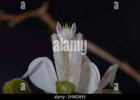 A detail close up of a female Orchid Praying Mantis, feeding on a green bottle fly. Stock Photo