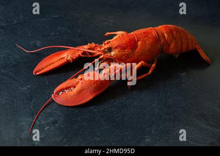 Fresh cooked Atlantic lobster on a black marble counter. Stock Photo