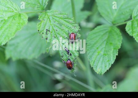 Garden Foliage Beetle, Phyllopertha horticola feeding on a raspberry leaf, this beetle is often a pest in gardens Stock Photo