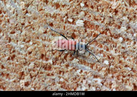 Female of Anastrangalia sanguinolenta laying eggs on spruce wood. It is a species of flower longhorn beetles belonging to the family Cerambycidae. Stock Photo
