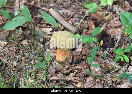 Suillellus luridus (formerly Boletus luridus), commonly known as the lurid bolete with forest trees in the background Stock Photo
