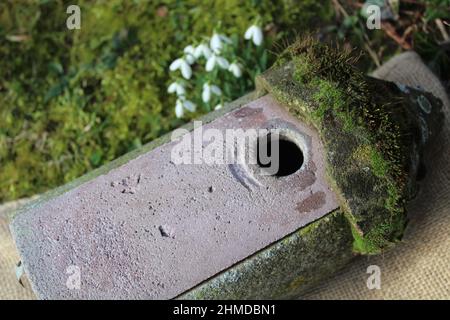 an old bird house and snowdrops Stock Photo