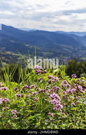 Wild and Small pink mountain flowers in Carpathians, Ukraine Stock Photo