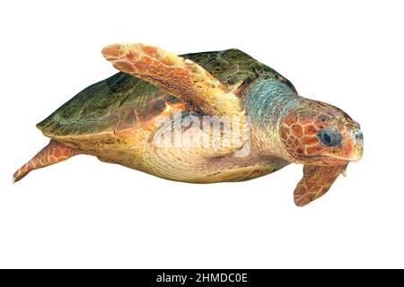 Hawksbill sea turtle isolated on white background. Eretmochelys imbricata, swimming in white background. Marine turtle of family Cheloniidae. Living Stock Photo
