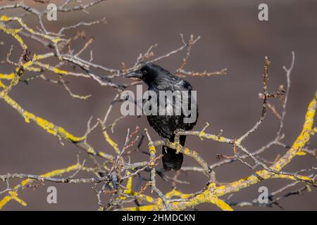 Wind-tousled raven on a branch with autumn leaves against a dark background Stock Photo
