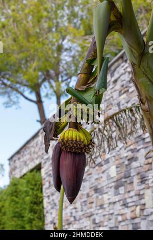 Banana trees are bearing fruit. Close-up bunch of still unripe green mini bananas growing on a tree against the backdrop of palm branches Stock Photo