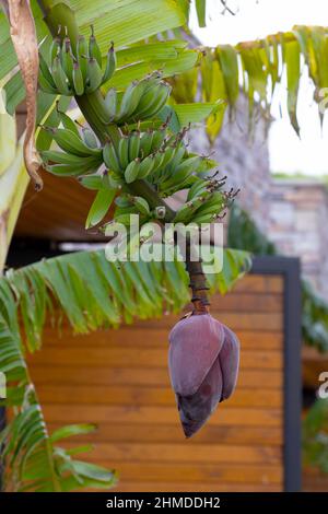 Banana trees are bearing fruit. Close-up bunch of still unripe green mini bananas growing on a tree against the backdrop of palm branches Stock Photo