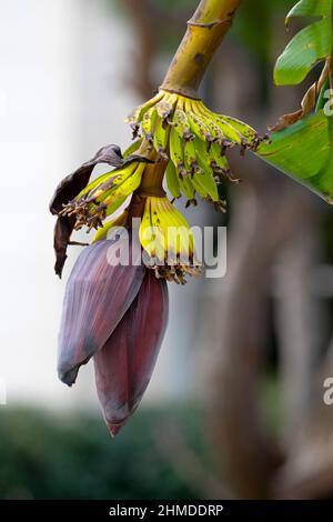 Banana trees are bearing fruit. Close-up bunch of still unripe green mini bananas growing on a tree against the backdrop of palm branches Stock Photo