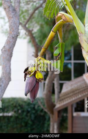 Banana trees are bearing fruit. Close-up bunch of still unripe green mini bananas growing on a tree against the backdrop of palm branches Stock Photo