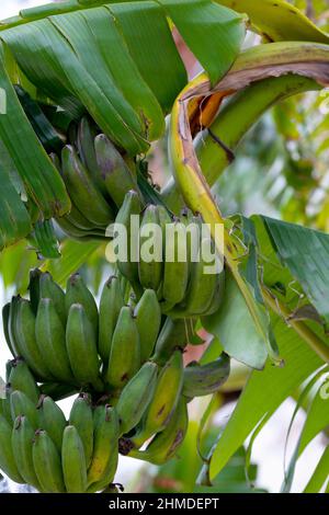 Banana trees are bearing fruit. Close-up bunch of still unripe green mini bananas growing on a tree against the backdrop of palm branches Stock Photo